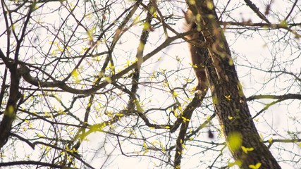 squirrel taking a nap