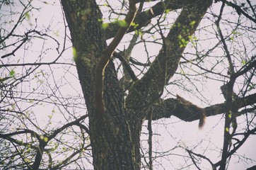 squirrel taking a nap
