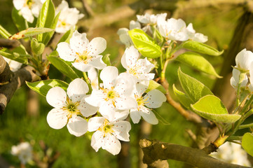 Flowering trees, pear and plum in the spring during a sunny day