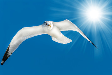Seagull flying in blue sky with sun rays © flownaksala