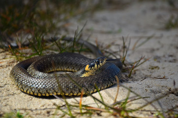 Snake (Natrix natrix) on sand. Young specimen of grass-snake