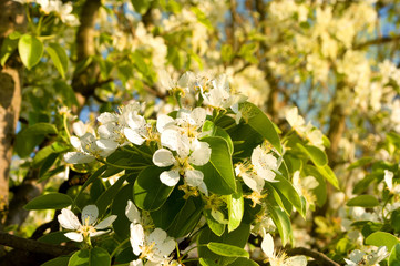 Flowering trees, pear and plum in the spring during a sunny day