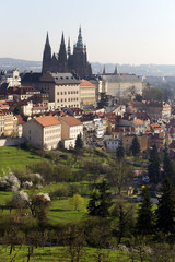 Obraz premium Morning spring Prague City with gothic Castle and the green Nature, Czech Republic