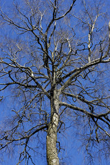 Fototapeta premium Crown of tree with winding bare branches in blue sky