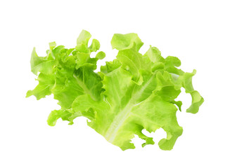 Green oak lettuce salad vegetable isolated on white with clipping path