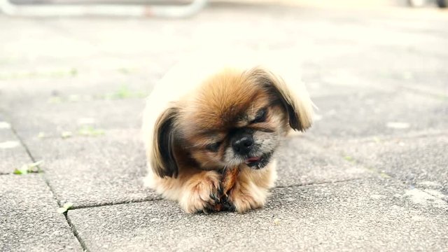 cute little dog eats a bone 