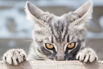Rolgordijnen Angry cat looks in front. © Sergey Khamidulin