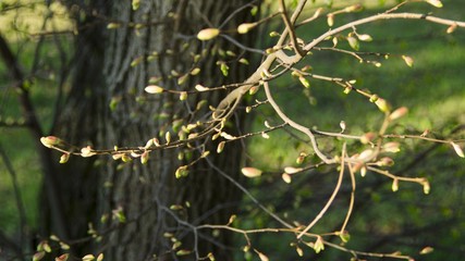blooming nature
