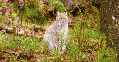 European lynx sits in the autumn forest