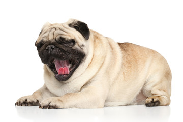 Pug dog yawn