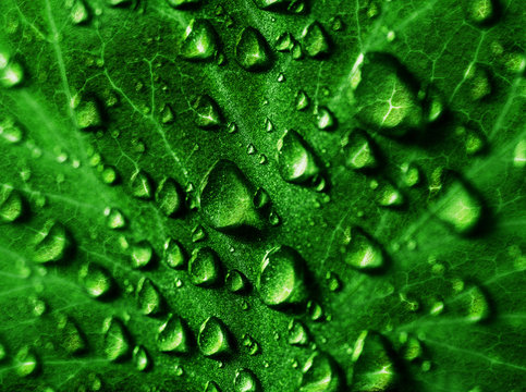 Blatt mit Wassertropfen