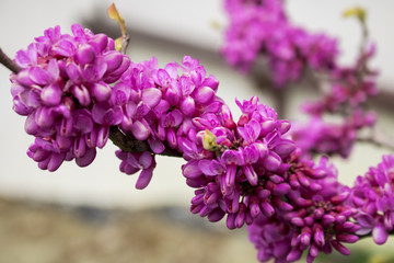 pink flowers on tree