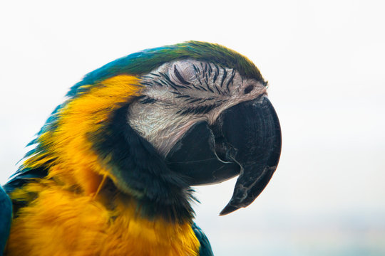 Parrot Ara Macaw blue and yellow portrait of a close-up