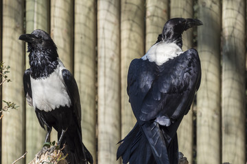Pied crow, Corvus albus, single bird