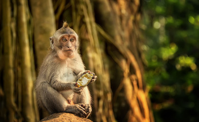 catarrhini Old world eating a mango sitting on a rock in the rainforest