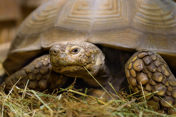 Naklejka premium large turtle lies in sawdust