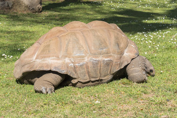 Fototapeta premium Giant turtle eating grass, Tortoise Aldabra giant