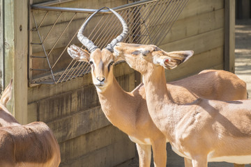 Black faced Impalas staying in the sun, Aepyceros Melampus Petersi