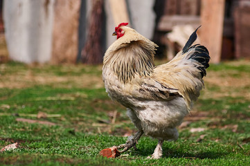 Cock is holding a brick in its claw on a yard