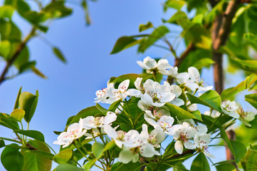 Cherry blossoms on a spring day
