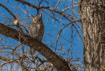 Great Horned Owl Perched in a Cottonwood Tree