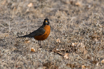 American Robin Posing while Searching for Food
