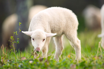 Naklejka premium Lamb grazing on green grass meadow