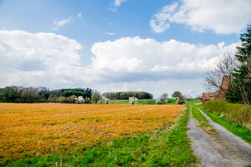 Fototapeta na wymiar green and yellow field in europe