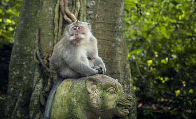 large adult catarrhini the Old world is sitting on a stone the figure of a tiger in the rainforest