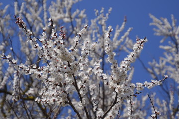 Spring flowering trees. Pollination of flowers of apricot. Blooming wild apricot in the garden