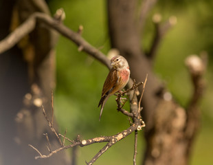 Carduelis cannabina - Pintarroxo in Braga, Minho, Portugal.
