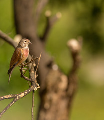 Carduelis cannabina - Pintarroxo in Braga, Minho, Portugal.