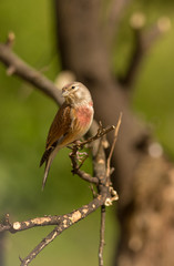 Carduelis cannabina - Pintarroxo in Braga, Minho, Portugal.