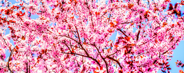 trees pink blossoming, spring time