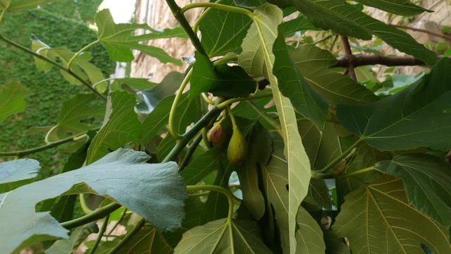 Ripe figs on the tree. Montenegrin fig trees. Wild figs.