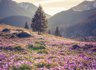 Naklejka premium Tatra mountains, Poland, crocuses in Chocholowska valley, spring