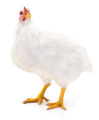 White hen isolated.