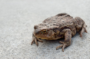 Large earth toad sits on a concrete road