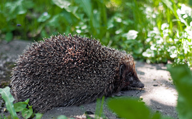 hedgehog © robertkoczera