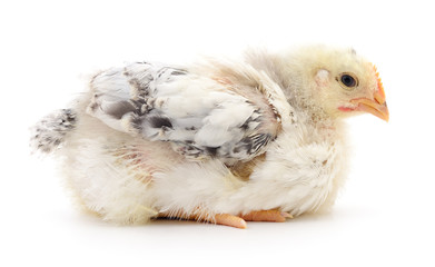 Obraz premium Small grey chicken.