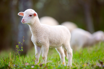 Lamb grazing on green grass meadow