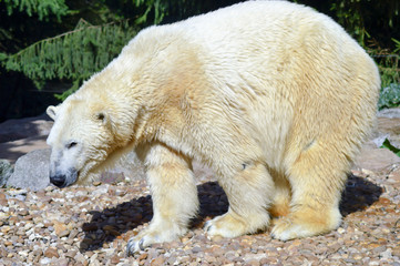 Fototapeta premium Polar bear on pebbles