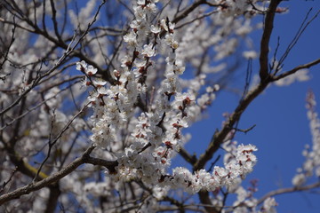 Spring flowering trees. Pollination of flowers of apricot. Blooming wild apricot in the garden