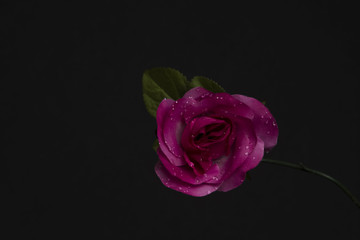 Fototapeta premium Flowers