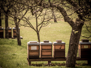 Bienenkästen im Frühjahr