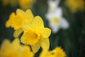 Obraz premium Narzissen blühen zu Ostern