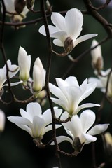 Magnolie weiße Blüten