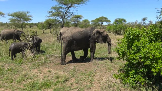 Африканские слоны.Увлекательное сафари - путешествие по африканской саванне. Серенгети. Танзания.