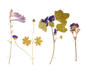 Set of wild dry pressed flowers and leaves