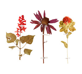 Set of wild dry pressed flowers and leaves